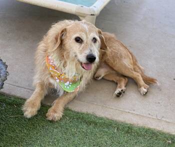 Rescue Terrier Dogs for Adoption in Canutillo, Texas - Gage | PetCurious