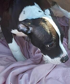 Boxer and Mixed Breed Dogs Available for Adoption in Saint Clairsville, Ohio - Lucy | PetCurious
