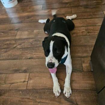 Waylon -  American Staffordshire Terrier and Mixed Breed Dog for Adoption in Georgetown, Kentucky - Waylon | PetCurious