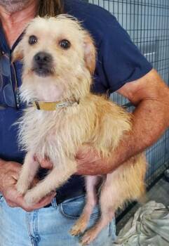 SHERMAN -  Terrier Dog for Adoption in Fernandina Beach, Florida - SHERMAN | PetCurious