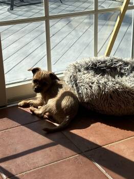 Brussels Griffon and Chihuahua Dogs Available for Adoption in Harrison, New York - Bruno | PetCurious