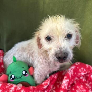 Chance Brave -  Chihuahua Dog for Adoption in Houston, Texas - Chance Brave | PetCurious