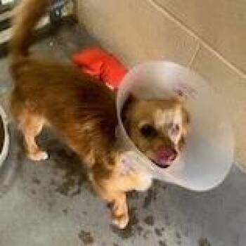 Chihuahua Dogs Available for Adoption - Cane | PetCurious