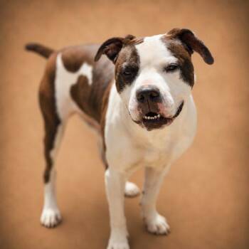Shadow -  Pit Bull Terrier Dog for Adoption in Chuckey, Tennessee - Shadow | PetCurious