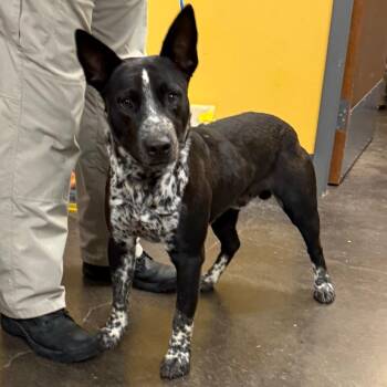 Rasputin -  Australian Cattle Dog Blue Heeler Dog for Adoption in Norman, Oklahoma - Rasputin | PetCurious