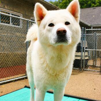 Polar AKA Shadow -  Mixed Breed Dog for Adoption in Charleston, West Virginia - Polar AKA Shadow | PetCurious