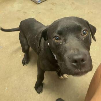 Mixed Breed Dogs Available for Adoption in Davenport, Iowa - Big Hot Pocket | PetCurious