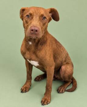Brohn -  Terrier Dog for Adoption in Gulfport, Mississippi - Brohn | PetCurious