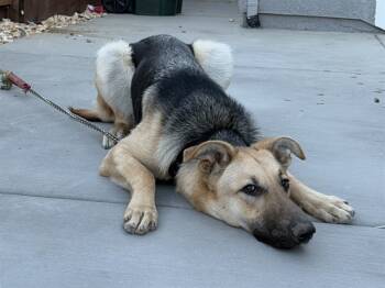 Rescue German Shepherd Dog Dogs for Adoption in Palo Alto, California - BEA | PetCurious