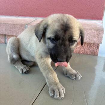 Shepherd Dogs Available for Adoption - Corona | PetCurious