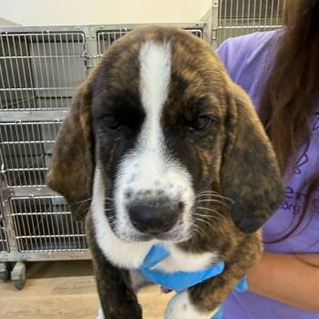 Zeus 22584 -  Plott Hound and Anatolian Shepherd Dog for Adoption in Cumming, Georgia - Zeus 22584 | PetCurious