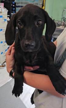 Alex -  Mixed Breed Dog for Adoption in Port St. Joe, Florida - Alex | PetCurious
