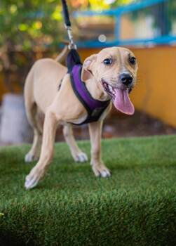 Louise -  Labrador Retriever and American Staffordshire Terrier Dog for Adoption in Anacortes, Washington - Louise | PetCurious