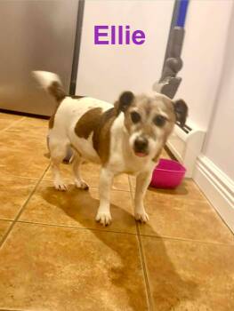 Ellie (Bonded Pair with Freddie) -  Jack Russell Terrier Dog for Adoption in Westwood, New Jersey - Ellie (Bonded Pair With Freddie) | PetCurious