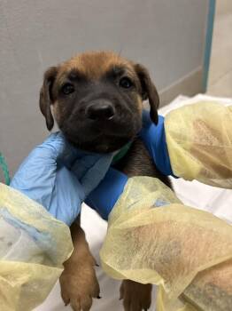 EVAN -  German Shepherd Dog and Mixed Breed Dog for Adoption in Las Vegas, Nevada - EVAN | PetCurious
