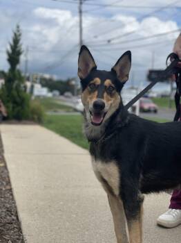 Mollie -  Collie and German Shepherd Dog Dog for Adoption in Lancaster, Pennsylvania - Mollie | PetCurious