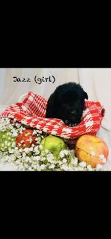Anatolian Shepherd and Great Pyrenees Dogs Available for Adoption in Quinlan, Texas - Jazz HTX | PetCurious