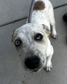 Pup Cobalt -  Catahoula Leopard Dog and Cattle Dog Dog for Adoption in Washington, District Of Columbia - Pup Cobalt | PetCurious