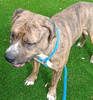 Mixed Breed Dogs Available for Adoption - FELLA | PetCurious