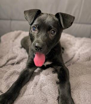 Buttons -  Labrador Retriever and Terrier Dog for Adoption in Princeton, Massachusetts - Buttons | PetCurious