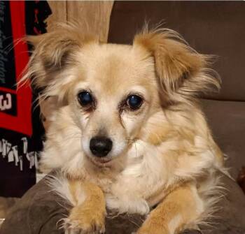 Pomeranian and Dachshund Dogs Available for Adoption - Tootsie | PetCurious