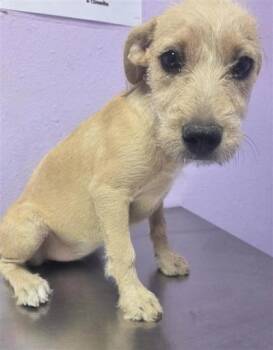 61528730 -  Terrier and Mixed Breed Dog for Adoption in El Paso, Texas - 61528730 | PetCurious