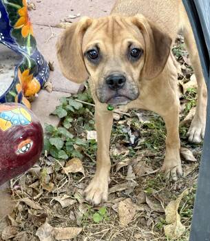Puggle Dogs Available for Adoption - Cuddle Bug  | PetCurious
