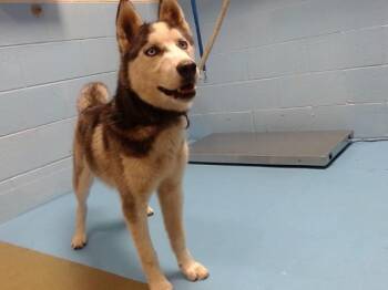 Rescue Siberian Husky Dogs for Adoption in Moreno Valley, California - A546154 | PetCurious