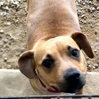 Hope 5385 -  Mixed Breed Dog for Adoption in Loxahatchee Groves, Florida - Hope 5385 | PetCurious