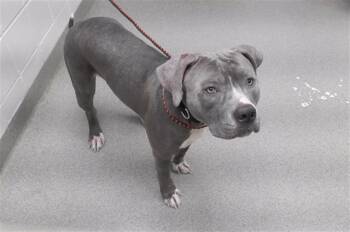 Rescue Boxer and Mixed Breed Dogs for Adoption in Omaha, Nebraska - CRISPIN | PetCurious