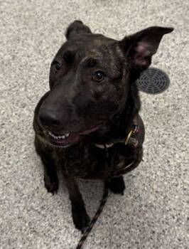 Winnie -  Mixed Breed Dog for Adoption in Kansas City, Missouri - Winnie | PetCurious