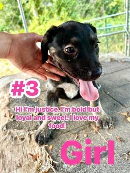 JUSTICE -  Labrador Retriever and Mixed Breed Dog for Adoption in Conroe, Texas - JUSTICE | PetCurious