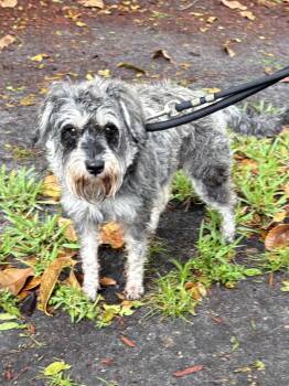 Schnauzer Dogs Available for Adoption in Margate, Florida - MINNIE | PetCurious