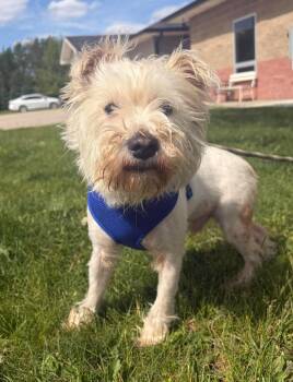 Miniature Schnauzer Dogs Available for Adoption in Maryville, Missouri - Zeus | PetCurious