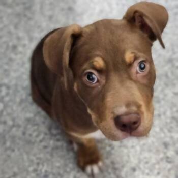 Purge -  American Bully Dog for Adoption - Purge | PetCurious