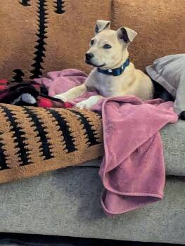 Mixed Breed Dogs Available for Adoption in Manhattan, Kansas - Theo | PetCurious