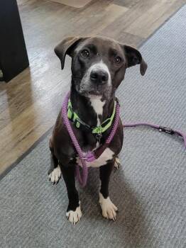Mixed Breed Dogs Available for Adoption in Cambridge, Ohio - LITTLE E 085-26 | PetCurious