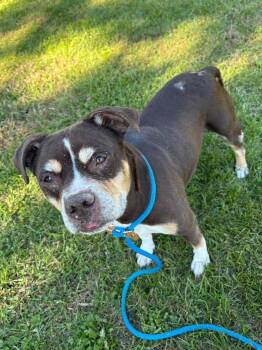 Xena -  American Staffordshire Terrier Dog for Adoption in Front Royal, Virginia - Xena | PetCurious