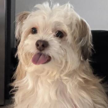 Juju (Benefactor Dog) -  Shih Tzu and Havanese Dog for Adoption in New Orleans, Louisiana - Juju (Benefactor Dog) | PetCurious