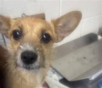 SWEET PEA -  Terrier Dog for Adoption in San Bernardino, California - SWEET PEA | PetCurious