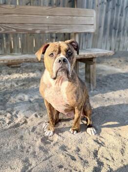 Poncho -  Mixed Breed and Boxer Dog for Adoption in Muskegon, Michigan - Poncho | PetCurious
