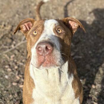 Terrier Dogs Available for Adoption in Calera, Alabama - Levon | PetCurious