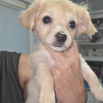 Chihuahua and Mixed Breed Dogs Available for Adoption in Montgomery, Texas - Thalia | PetCurious