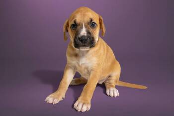 Boxer and Labrador Retriever Dogs Available for Adoption in Simsbury, Connecticut - Leslie | PetCurious