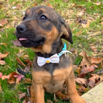 Rescue Mixed Breed Dogs for Adoption in Brownsboro, Alabama - Ritz | PetCurious