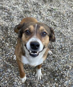 Jack Russell Terrier Dogs Available for Adoption in Lacon, Illinois - Auggie | PetCurious