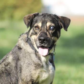 Princess Puddles -  Shepherd Dog for Adoption in Columbia, South Carolina - Princess Puddles | PetCurious