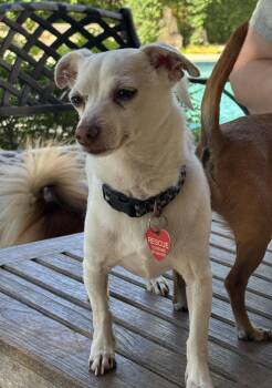 Rescue Chihuahua Dogs for Adoption in Richmond, Texas - Ted | PetCurious