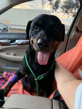 Lola -  Rottweiler Dog for Adoption in Gainesville, Virginia - Lola | PetCurious