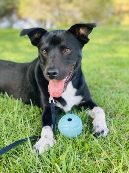 Rescue Australian Kelpie Dogs for Adoption in Tustin, California - Nova | PetCurious